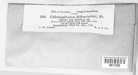 Chlorosplenium schweinitzii image